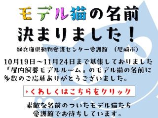 新モデル猫の名前発表!!