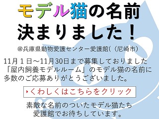 モデル猫の名前が決まりました！！