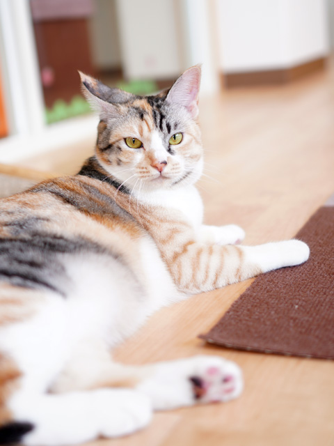 1月29日(木)~2月7日(土)