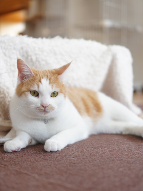 1月29日(木)~2月7日(土)