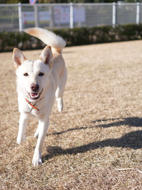 募集期間:1/29(木)~2/7(土)